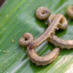 Invasive armyworms on a leaf