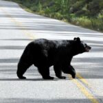 Black bear crossing the road