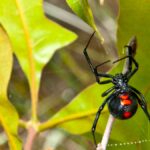 Black widow spinning a web between leaves