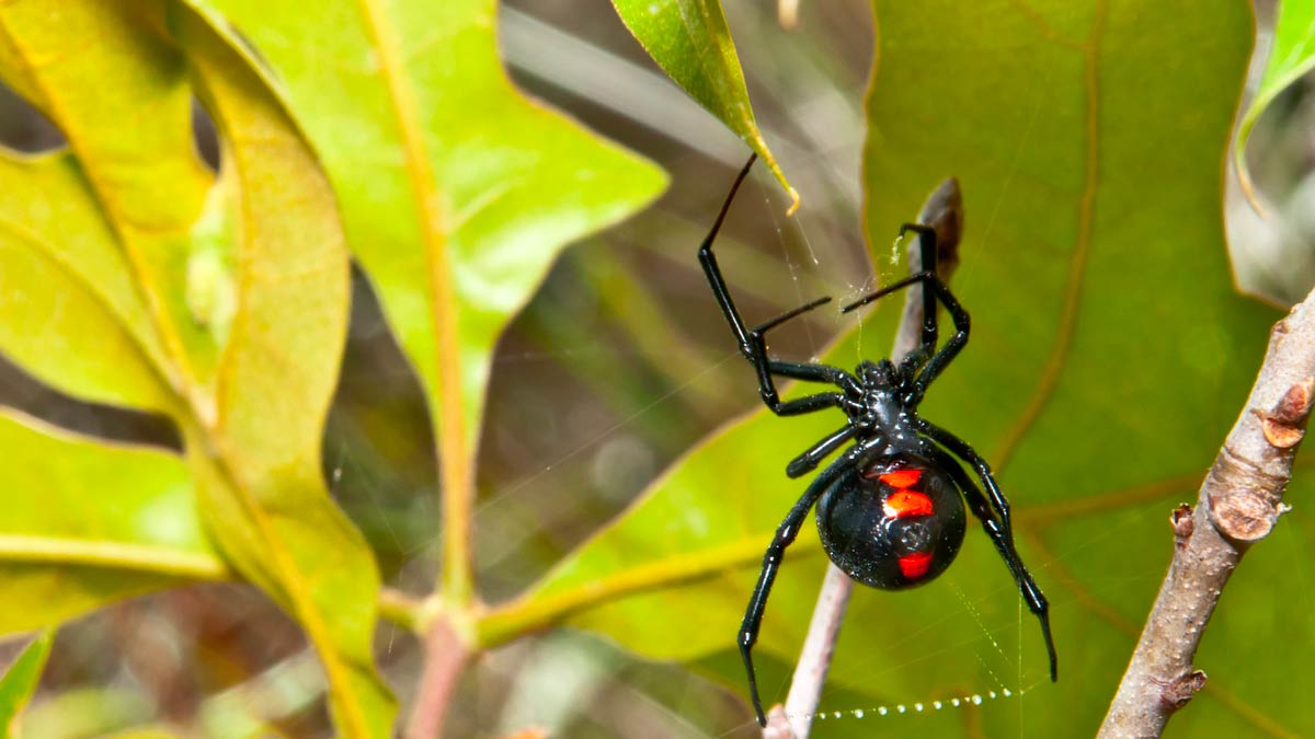 Black widow spinning a web between leaves