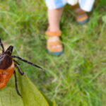 Brown dog tick on leaf above yard with kids playing in it