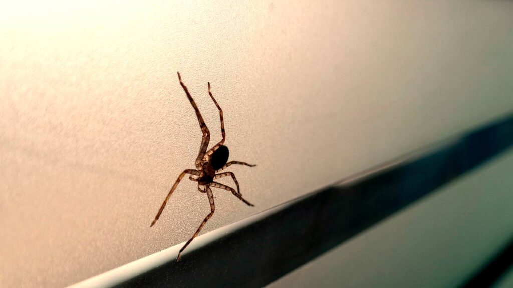 Brown Widow Spider crawling on window