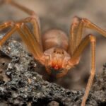 Brown recluse spider crawling on dirt