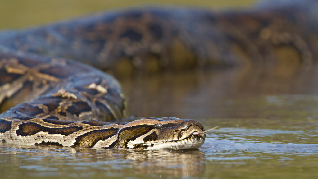 Burmese Python partially submerged in water