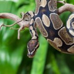 Burmese python hanging down from a tree