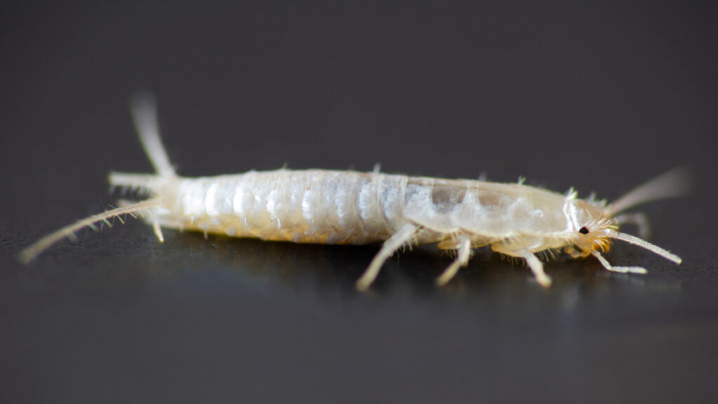 White silverfish on a gray floor