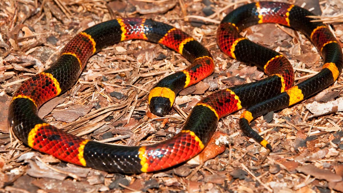 Coral snake on forest floor