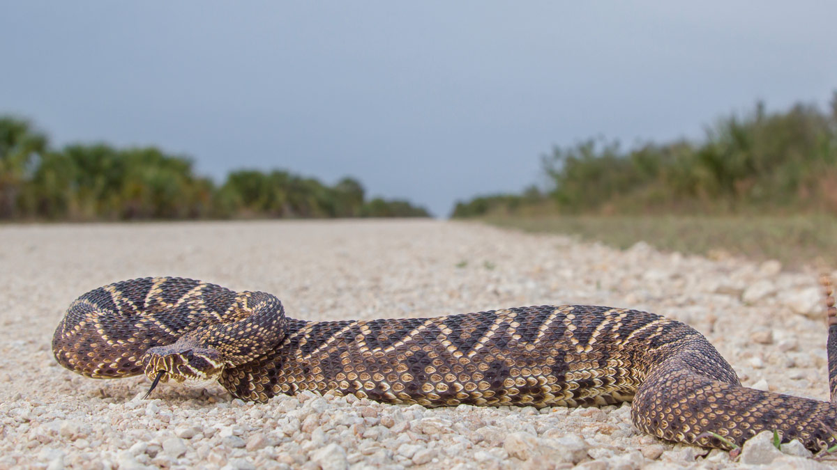 Diamondback snake on side of road