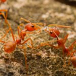 Fire ant colony crawling across mound