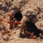 Fire ants working in a fire ant mound