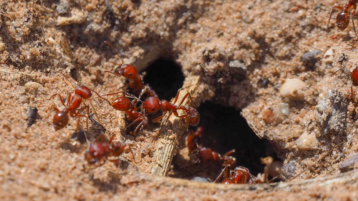 Fire ants working in a fire ant mound
