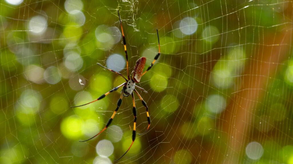 Yellow orb weaver spinning web in branches