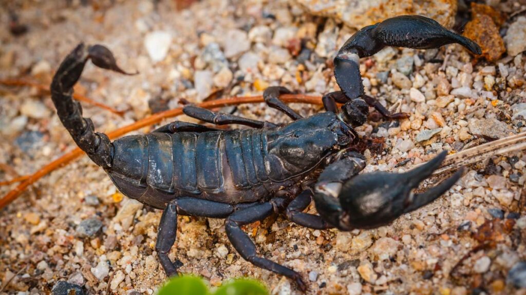 Black scorpion with tail raised on gravel