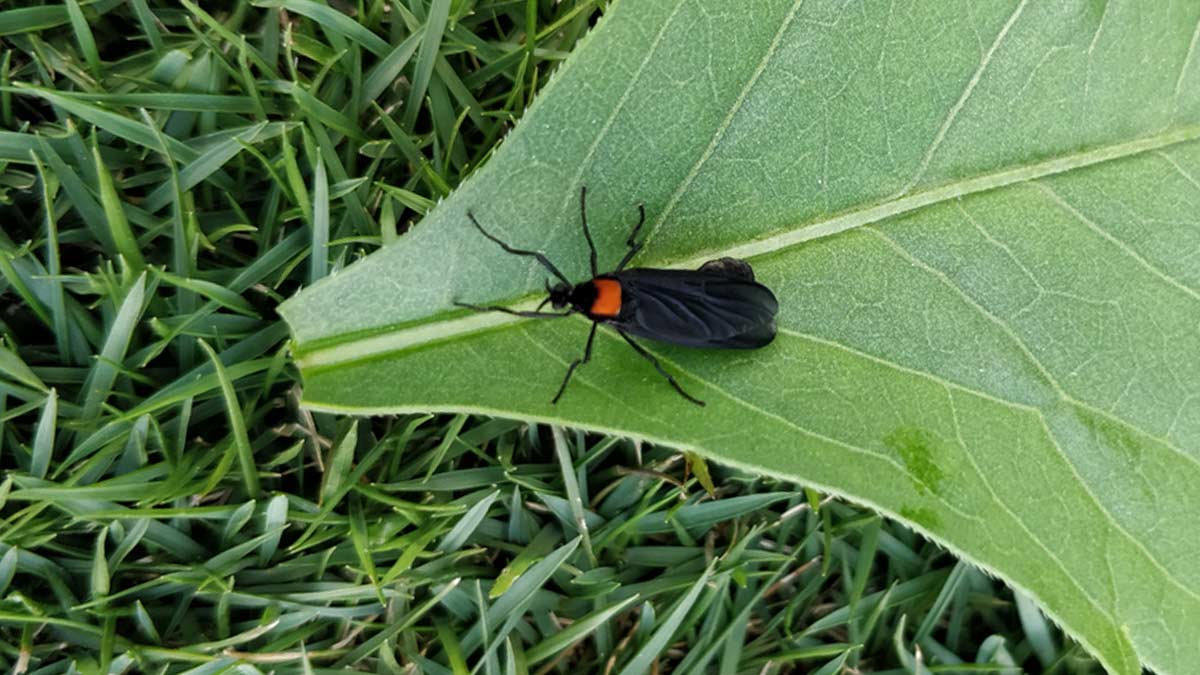 Single lovebug on a big green leaf