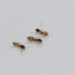 group of ghost ants on blank background