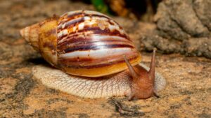 Giant African Land Snail on dirt path