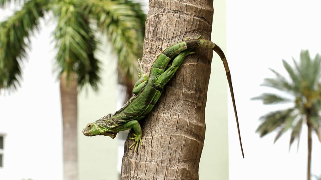 Green iguana on a palm tree in Florida