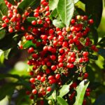 Berrys of a Brazilian Pepper Plant