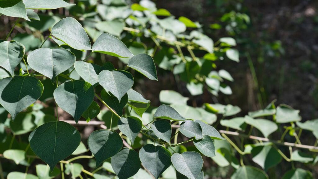 Close up shot of the leaves of a Chinese Tallow Tree