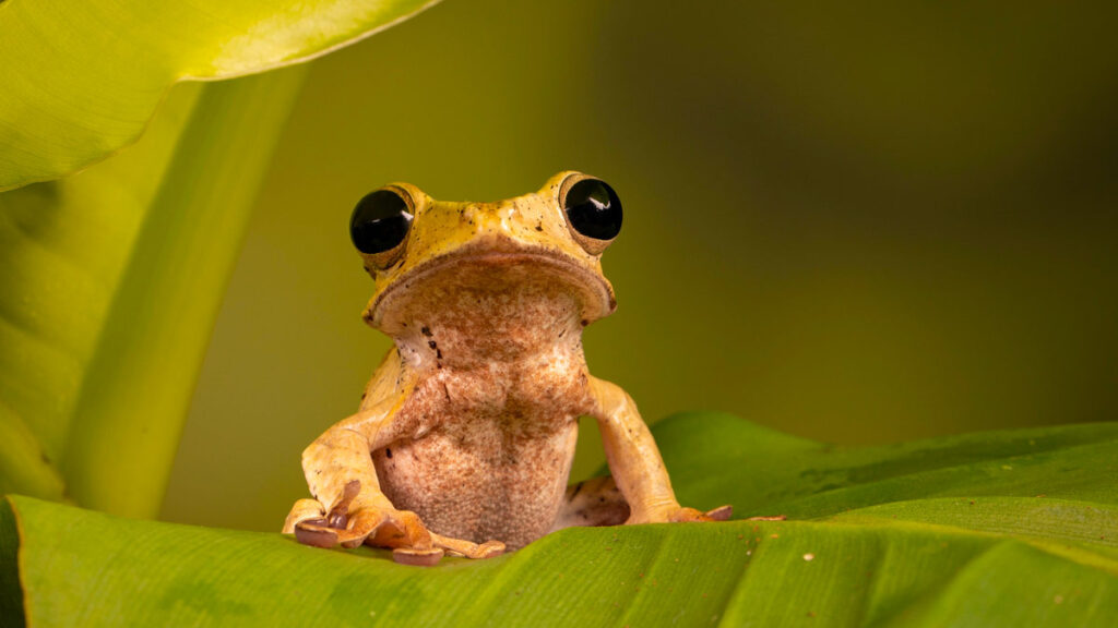 Cuban tree frog sitting on a leaf