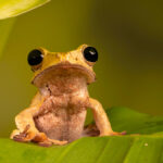Cuban tree frog sitting on a leaf