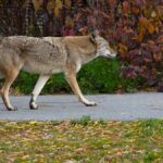 wild coyote walking on sidewalk in neighborhood