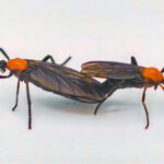 Two lovebugs mating during mating season