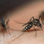 a group of mosquitoes sitting together on someones arm
