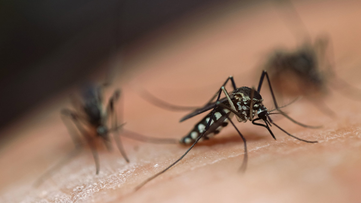 a group of mosquitoes sitting together on someones arm