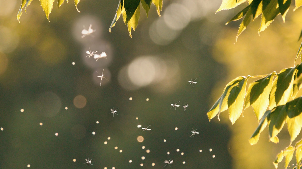 Mosquito swarm flying near trees