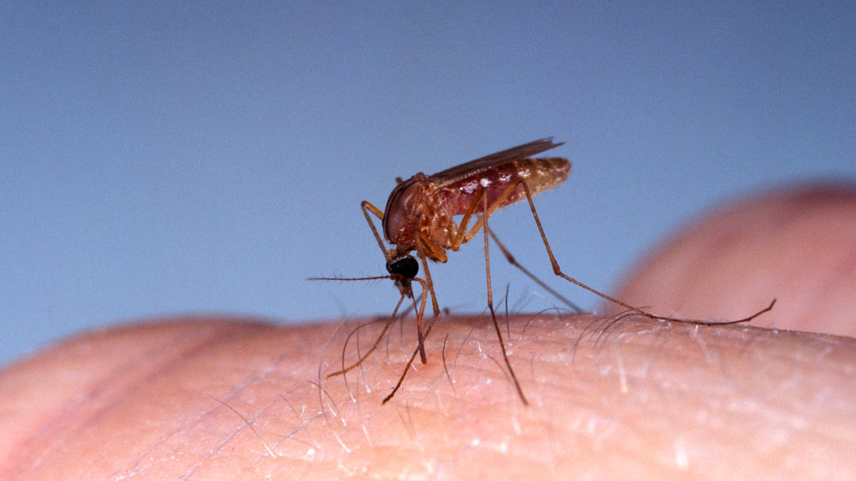 Mosquito on someones skin sucking blood