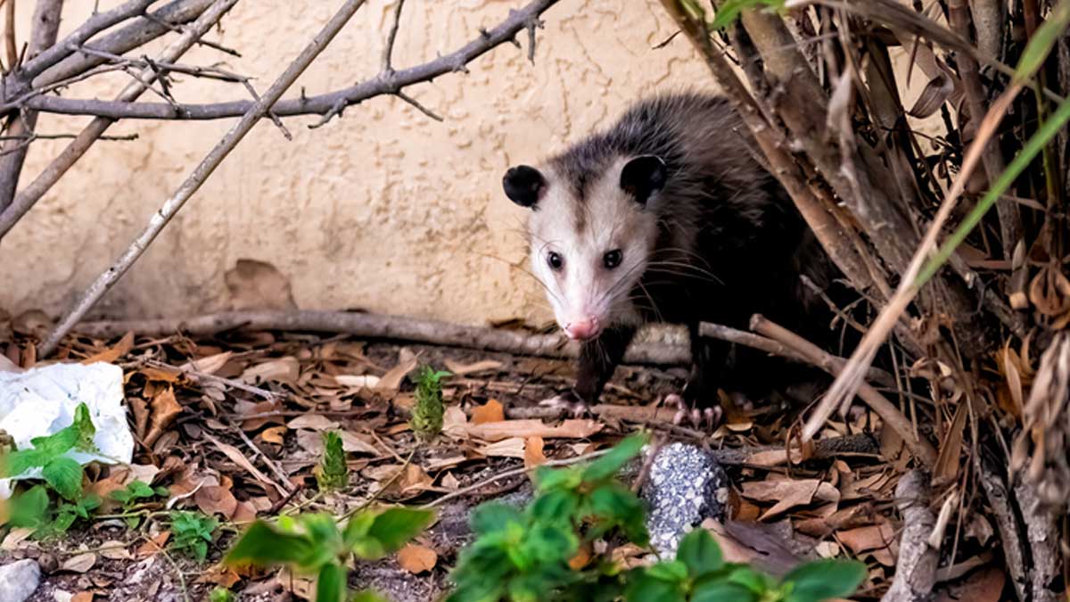 Opossum walking along a stone wall in Florida