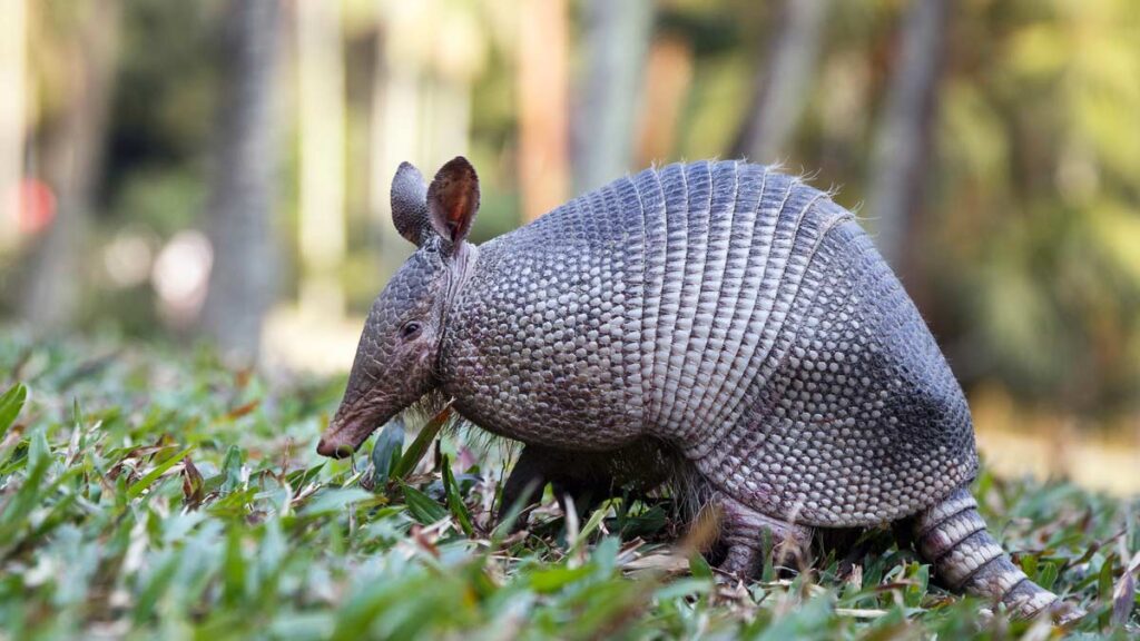 Armadillo walking through foliage