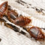 Bed bugs crawling through mattress