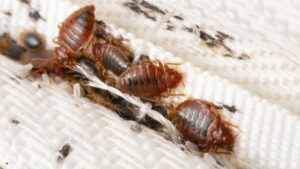 Bed bugs crawling through mattress