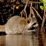 Raccoon wading in water near shoreline