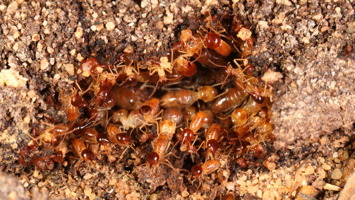 a colony of subterranean termites