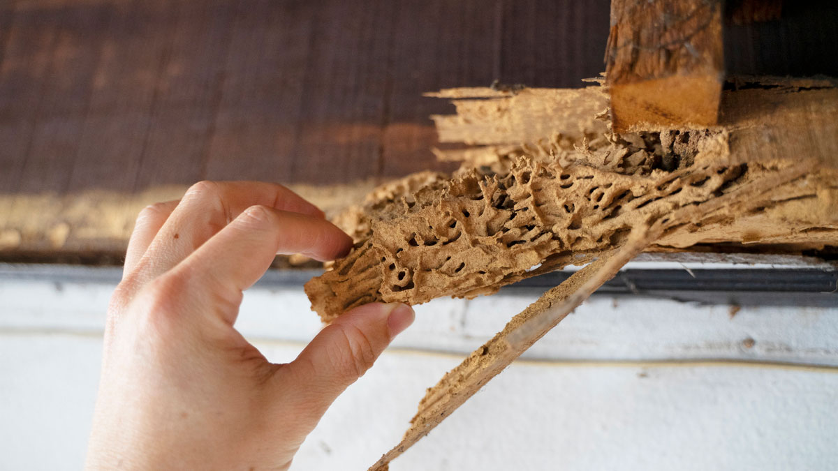 person pulling apart termite damage from house