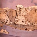 Side of a house showing visible signs of termite damage