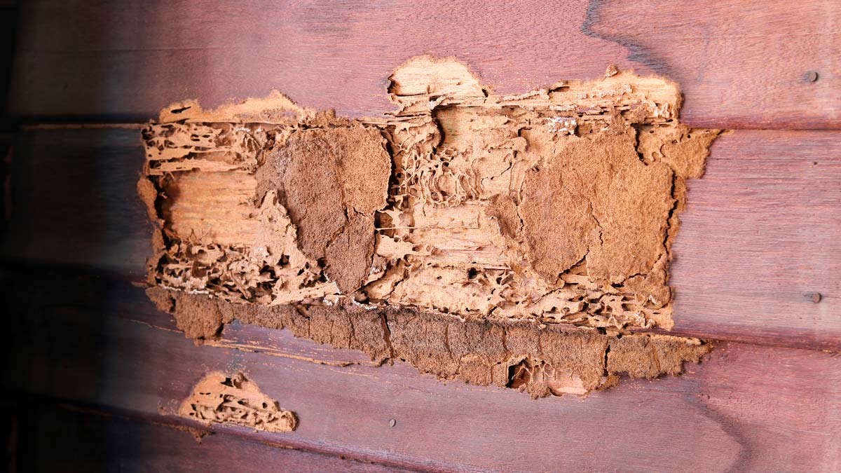 Side of a house showing visible signs of termite damage