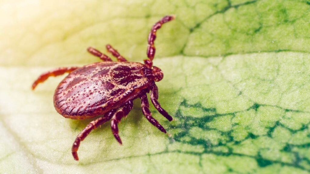 brown tick crawling on green leaf