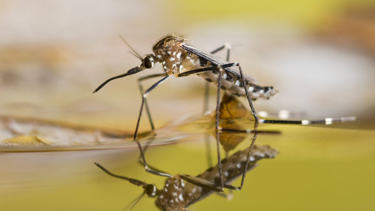 Mosquito sitting on water