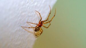 Brown recluse crawling on white fabric