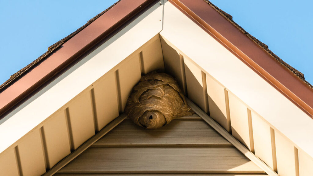 big wasp nest in roof of house