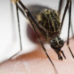 close up of a mosquito on someones arm