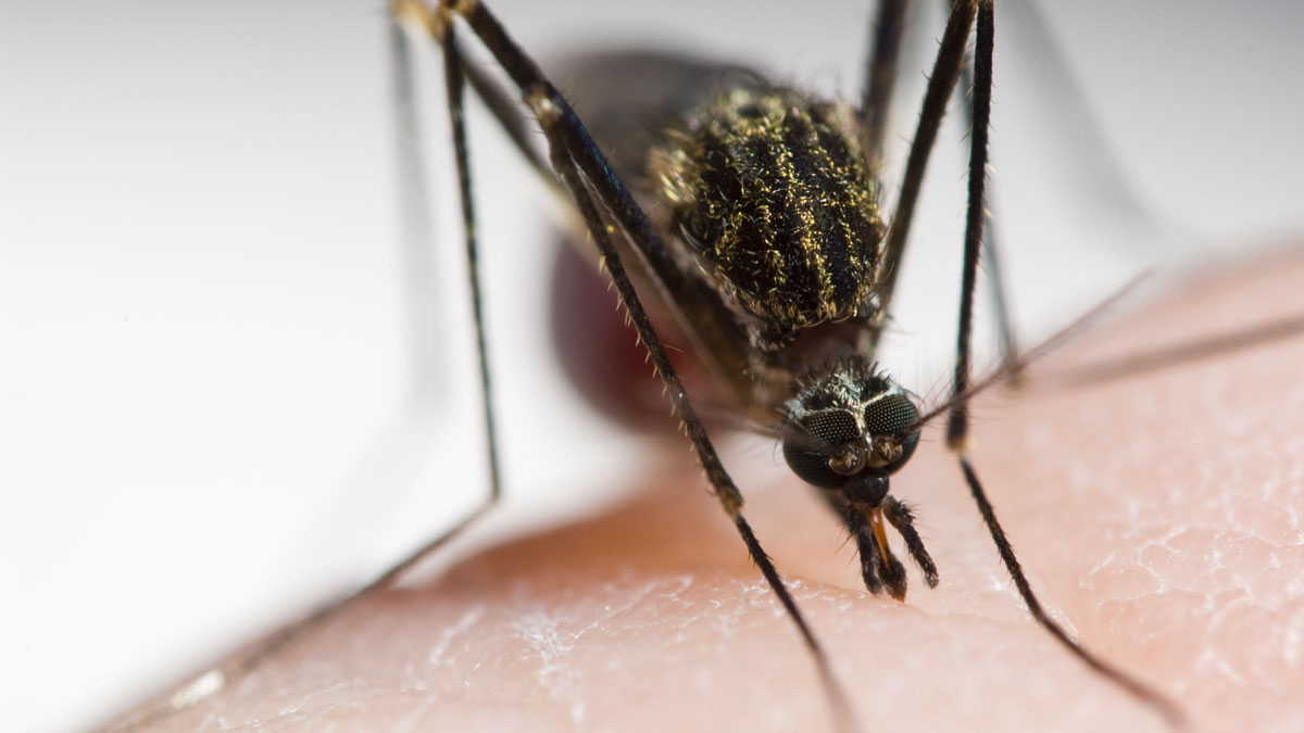 close up of a mosquito on someones arm