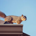 brown squirrel crawling along gutter of Florida home